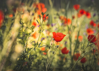 Bright red poppy flower in poppy field in macro with blurred background in Tien Shan mountains in Pamir for background landscape minimalism