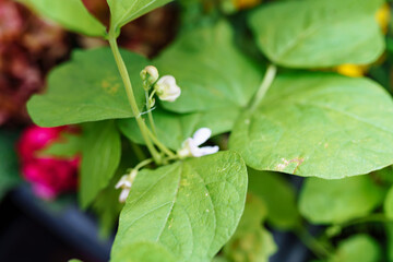 flowering beans in garden