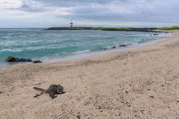 Bahía de costa de mar con iguana marina en primer plano y faro detrás - Punta carola - Isla San Cristóbal - Islas Galápagos - Ecuador