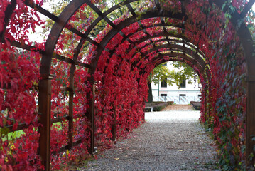 Fototapeta premium A beautiful park gazebo covered with ivy and red leaves.