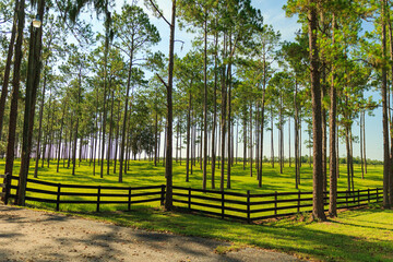 Beautiful arrangment of trees