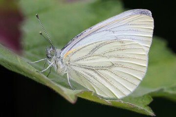 Closeup on the European Green-veined white butterfly, Pieris napi on a green leaf