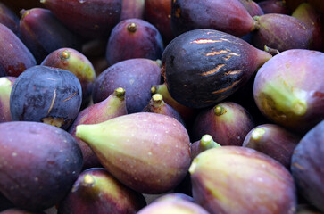 Cosecha de higos negros espa&ntilde;oles. Fruta de estaci&oacute;n