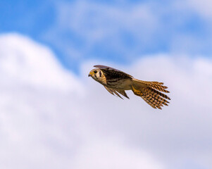 Female American Kestrel in flight under a clbeautiful sky