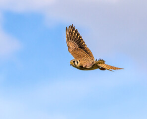 Female American Kestrel in flight under a clbeautiful sky