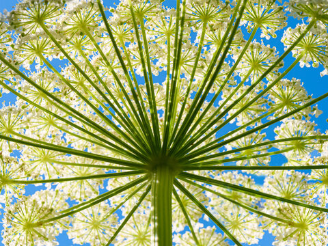 View of green hogweed wildflower stem and delicate white blossoms against a bright blue sky, a close-up shot from below.