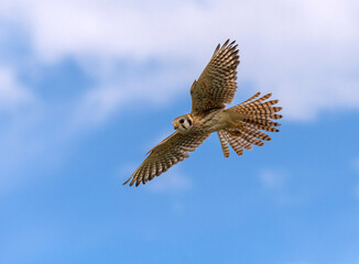 Female American Kestrel in flight under a clbeautiful sky