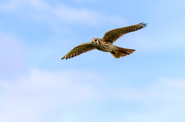 Obraz premium Female American Kestrel in flight under a clbeautiful sky