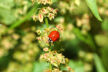 Red harlequin ladybird (Harmonia axyridis f. succinea), family Coccinellidae on flowers of bitter dock (Rumex obtusifolius), knotweed family (Polygonaceae). July, Summer, Netherlands.