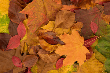 Autumn. Fallen leaves of different trees.
