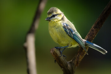 Blaumeise, Jungvogel