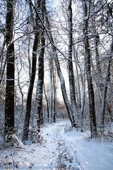 Biodiversity Haff Reimech, wetland and nature reserve in Luxembourg, pond surrounded by reed and trees, bird watching observation point, snow in winter 