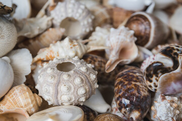 Sea shells pattern for design and summer advertising