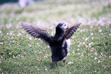 A view of an Atlantic Puffin on Skomer Island
