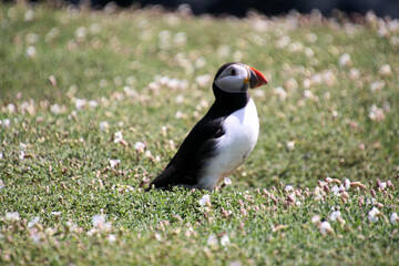 A view of an Atlantic Puffin on Skomer Island