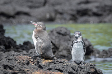 Pareja de pingüinos de Galápagos - Spheniscus mendiculus - Isla Isabela - Islas Galápagos - Ecuador