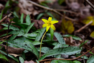 yellow trout lily blooming in springtime in Connecticut