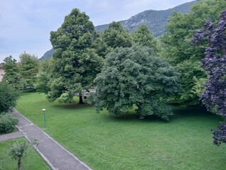trees in the garden