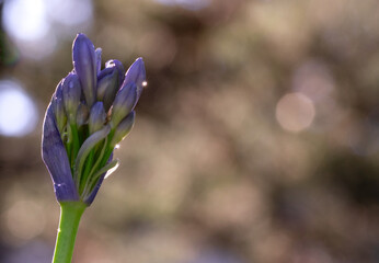 
Close-up of beutiful Agapanthus, African Blue Lily, Lily of the Nile, Love flower bud on background with bokeh