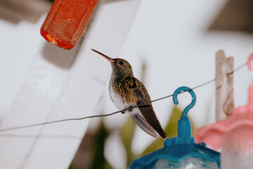 Beija-flor durante chuva