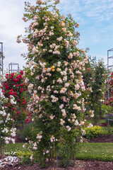 Climbing roses holding on to trellises, over walls, fences, archways and obelisks