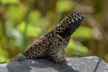 Lagartija de lava macho - Islas Galápagos - Ecuador