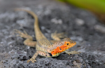 Lagartija de lava hembra - Islas Galápagos - Ecuador