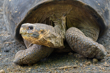 Tortuga gigante de galápagos - Centro de Crianza - Isla Isabela - Islas Galápagos - Ecuador