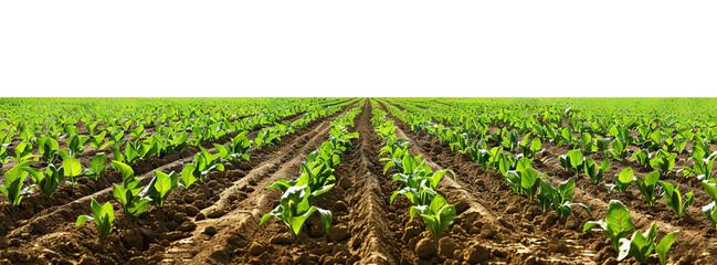 Picturesque agricultural field, panoramic view, cut out