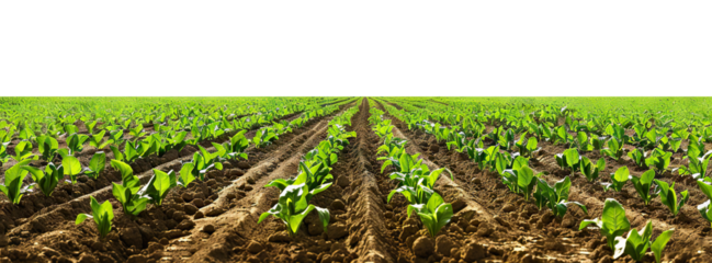Picturesque agricultural field, panoramic view, cut out