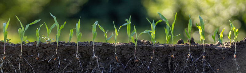 Fresh green corn plants with roots