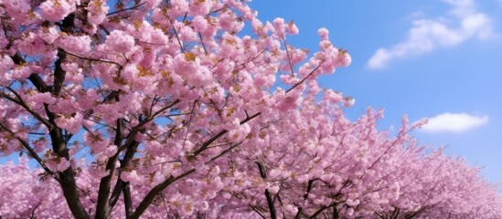 Pink Cherry Blossoms Against a Blue Sky