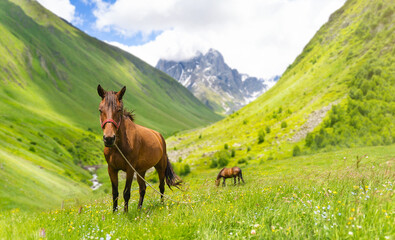 Fototapeta premium A brown horse stands on an alpine green meadow against the backdrop of mountains and blue sky. Summer landscape with a horse
