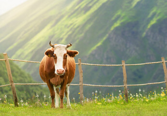 A brown cow with a white muzzle stands next to a rope fence on a farm in the mountains. Farm...