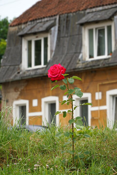 one red rose in front of house facade in autumn