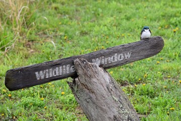 wooden sign for window on wildlife direction in park