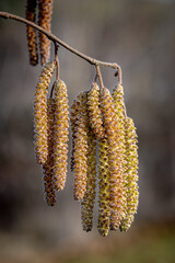 catkins in spring