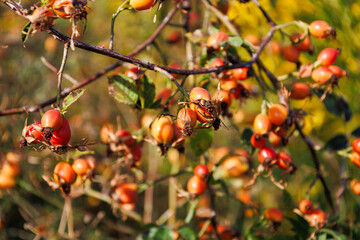 Branch with red and orange fruits of Sweet Briar. Bright twig of Rosa rubiginosa with ripe hips in the fall. Colorful autumn background. Harvesting time. Healthy meal.