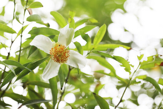 Ceylon ironwood or cobra saffron (Mesua ferrea)