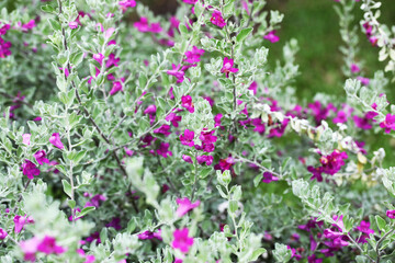 Texas sage or Barometer bush (Leucophyllum frutescens) in full bloom after the rain