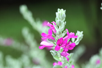 Texas sage or Barometer bush (Leucophyllum frutescens) with purple flowers