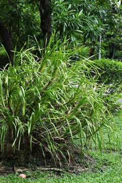 World largest orchid plant Grammatophyllum speciosum from Southeast asia