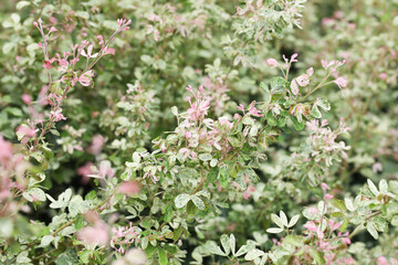 Variegated leaf Madras Thorn or Monkeypod tree (Pithecellobium dulce)
