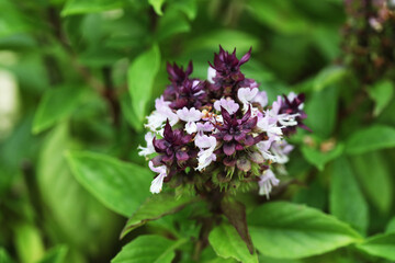 Thai fragrant Basil (Ocimum basilicum var. thyrsiflora)