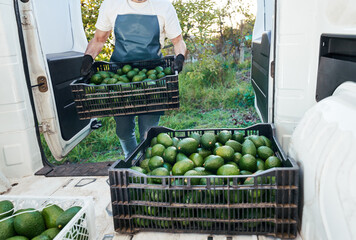 view from inside of a truck to box containers with hass avocado and worker holding a box container in the field	