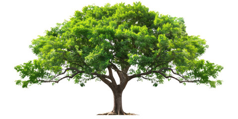 Green realistic huge tall wide tree cut out, isolated, transparent background - PNG. 