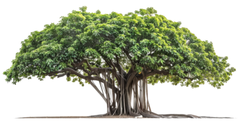 Green realistic huge tall wide Banyan tree cut out, isolated, transparent background - PNG. 
