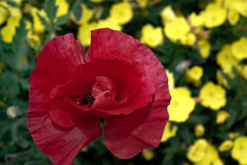 Obraz premium Red Poppy Flower in Bloom
