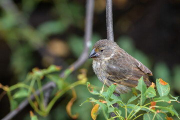 Pinzón de Darwin - Islas Galápagos - Ecuador