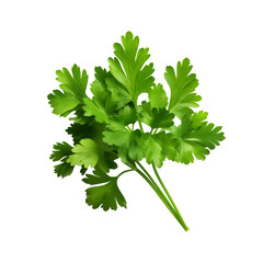 Clear Background Fresh Parsley Herb PNG © Salvy